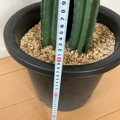 引取限定　柱サボテンの画像