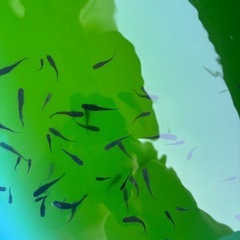 オロチメダカの画像
