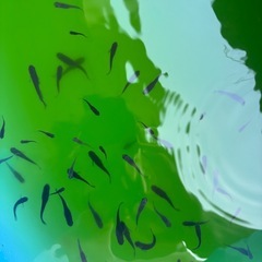 オロチメダカの画像