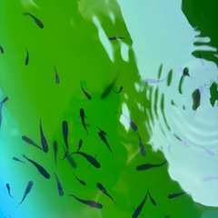 オロチメダカの画像