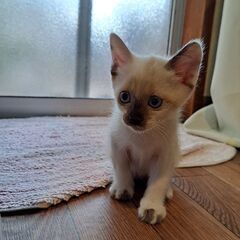 2ヶ月オス、シャムっぽいブチ