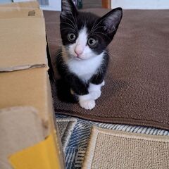 2ヶ月オス、白黒