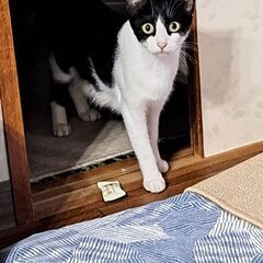 １才メス