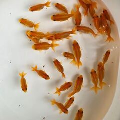 ドラゴンスケールらんちゅう🐟の画像