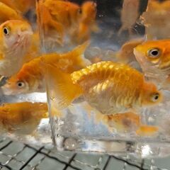 ドラゴンスケールらんちゅう🐟の画像