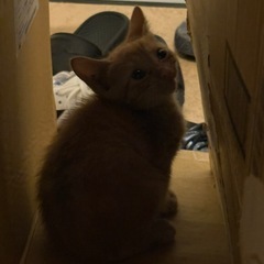 野良猫 急募