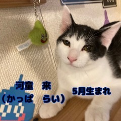 里親募集