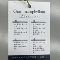 グラマトフィラムの画像