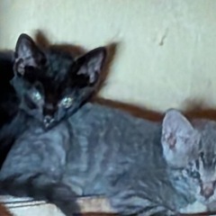 子猫2〜３ヶ月　