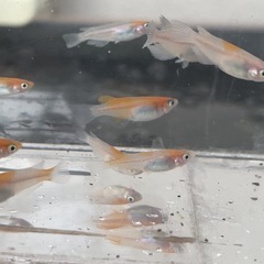 メダカ　紅白　若魚　5匹 500円の画像