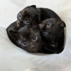 【問合せ多数のため受付一時停止します】黒猫3匹の里親募集