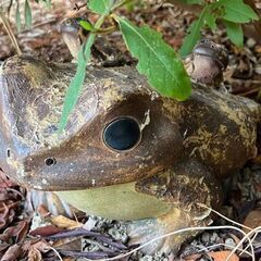 かえるの置物　（屋外用）の画像