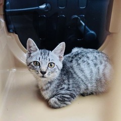 美男子❗️人懐っこい子猫です！会いに来てね❗️