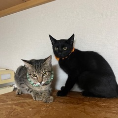 尻尾が特徴の黒猫君、キジトラ君の兄弟《生後5ヶ月位》