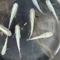メダカ　みゆき5匹の画像