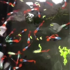 グッピーの画像
