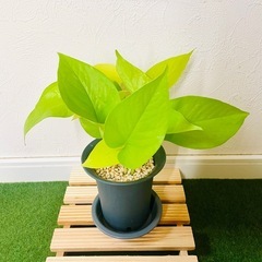 ポトス　ライム　観葉植物　鉢植え　そのまま飾れる　無機質の土の画像