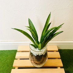 サンスベリア　ハイブリッド　パンテーラ　観葉植物　ハイドロカルチャーの画像