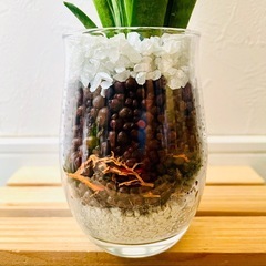 サンスベリア　ハイブリッド　パンテーラ　観葉植物　ハイドロカルチャーの画像
