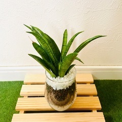 サンスベリア　ハイブリッド　パンテーラ　観葉植物　ハイドロカルチャーの画像