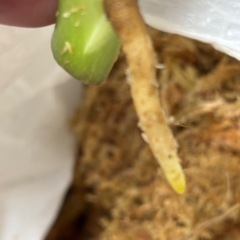 斑入りモンステラ　デリシオーサ　ミント　観葉植物の画像