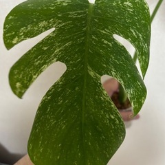 斑入りモンステラ　デリシオーサ　ミント　観葉植物の画像