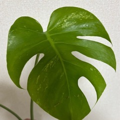 斑入りモンステラ　デリシオーサ　ミント　観葉植物の画像
