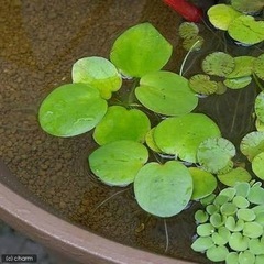 ミックス メダカの稚魚の画像