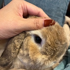 アメファジ　