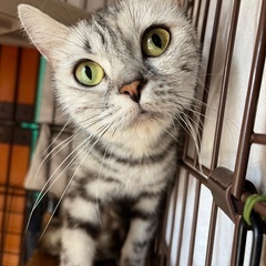 アメリカンショートヘアー猫ちゃん