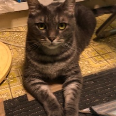 猫好きさんLINEグループ