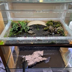 ミナミイボイモリ　4匹　飼育セットの画像