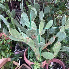 直ぐに引き取りに来られる方のみ❣️早い者勝ち❣️サボテン🌵今だけ1鉢1000円→300円の画像