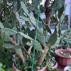直ぐに引き取りに来られる方のみ❣️早い者勝ち❣️サボテン🌵今だけ1鉢1000円→300円の画像