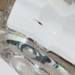 観賞用　ミナミヌマエビの画像