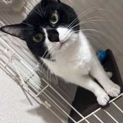 【至急】11月末には鹿児島県に引越しをしてしまうのでそれまでの里...