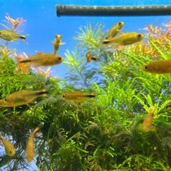 【生体・淡水魚】シルバーチップテトラ30匹の画像