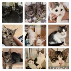 🐱💓9月20日(土)可愛いニャンコ達が集まります🐱💓