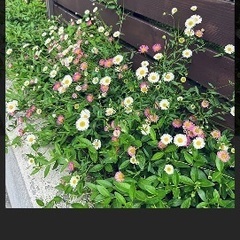 宿根草ポット苗　売りますの画像