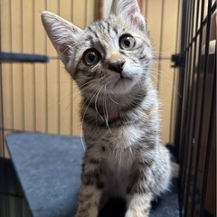 キジトラ　メス子猫　生後4ヶ月　保護猫
