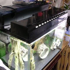 差し上げます。グッピー水槽セットの画像
