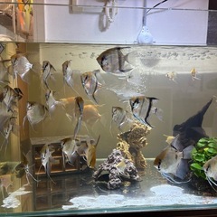熱帯魚　エンゼルフィッシュの画像
