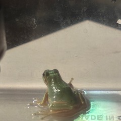 ニホンアマガエル　3匹の画像