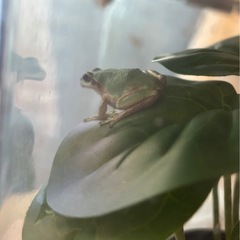 ニホンアマガエル　3匹の画像