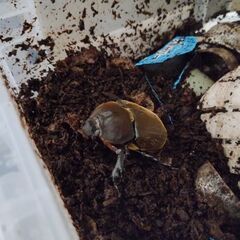 国産カブトムシ 幼虫 10匹セット 新潟県南魚沼市産WF2の画像