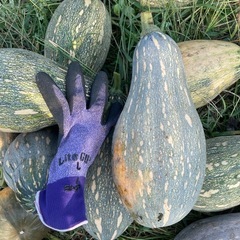 長カボチャの画像