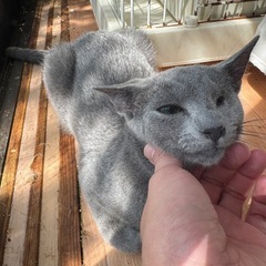 代理投稿★里親募集★