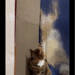 爪研ぎ　カバー　猫の画像