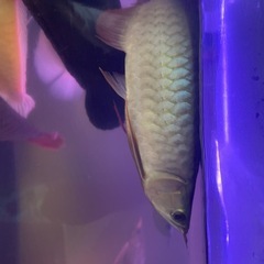 熱帯魚の画像