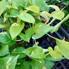 ポトス・ライム　大株の画像